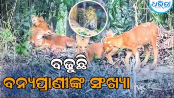 ଡେବ୍ରିଗଡ଼ ଅଭୟାରଣ୍ୟ: ବିରଳ ବନ୍ୟପ୍ରାଣୀଙ୍କ ସଂଖ୍ୟା ବଢୁଛି