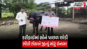 Bhavnagar Bhili Buffalo : રુ. 9,99,999 ની ઓફર છતાં પશુપાલકે ભેંસ વેચવાની ના પાડી, જાણો શું છે આખી કહાની?