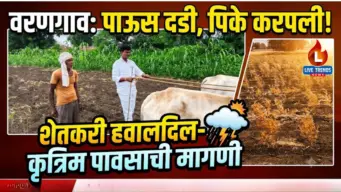 वरणगाव परिसरात पावसाने दडी मारल्याने पिके करपली ; शेतकरी हवालदिल, कृत्रिम पावसाची मागणी