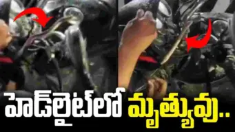 బైక్ హెడ్‌లైట్‌లో చప్పుడు.. ఏముందా అని చూడగా.. చివరకు షాకింగ్ సీన్