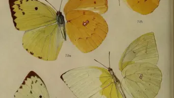 India's wild heritage keepers