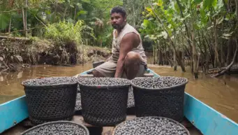 The rise of açaí: What India can learn from the Amazon's wellness berry