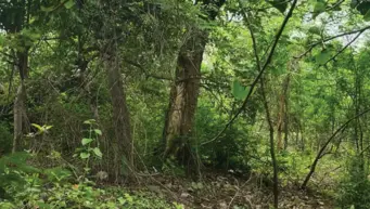 Unprotected protectors: Bundelkhand's sacred groves are thriving without any law to save them