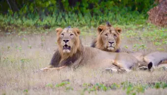 Lions In Conflict With Humans To Be Kept In New 100-Hectare Ambardi Facility
