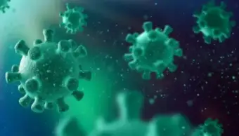 Shamonda Virus in France :  फ्रांस में शमोंडा वायरस का पहला मामला आया सामने,इंफेक्शन पर नजर रखने की जरूरत