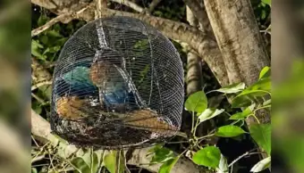 Hyderabad police rescue 4 palapittas, Telangana's state bird, from cages during Dasara