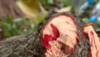 സ്വകാര്യവ്യക്തിയുടെ പറമ്പില്‍ നിന്ന് ചന്ദനം മുറിച്ചുകടത്താന്‍ ശ്രമം; 100 കിലോയോളം ഭാരമുള്ള ചന്ദന തടി പിടികൂടി