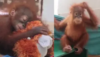 Wildlife Specialists Review Health of Rescued Baby Orangutans at Odisha's Nandankanan Zoo