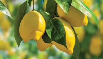 20 Amazing Benefits Of Lemon For Skin And Hair
