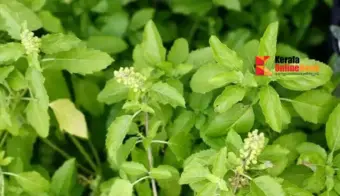 ദിവസവും തുളസി കഴിക്കാമോ ? അറിയാം ആരോഗ്യഗുണങ്ങളും ശ്രദ്ധിക്കേണ്ട കാര്യങ്ങളും