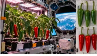 ಬಾಹ್ಯಾಕಾಶದಲ್ಲೂ ಬೆಳೆದ ಮೆಣಸಿನಕಾಯಿ! NASA ಪ್ರಯೋಗದಲ್ಲಿ 137 ದಿನಗಳಲ್ಲಿ 26 ಹಣ್ಣು, ವಿಜ್ಞಾನಿಗಳೇ ಫಿದಾ