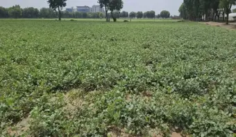 काजरी की मोठ की किस्मों ने खरीफ 2026 में दिखाई अद्भुत सूखा सहनशीलता, नमी की कमी के बावजूद अच्छा प्रदर्शन
