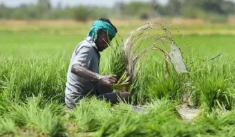 पीएम फसल बीमा करवाते समय कुछ गांवों के नाम पोर्टल पर प्रदर्शित नहीं होने की शिकायत, किसानों की सुविधा के लिए कृषि विभाग ने मांगा गांवों का विवरण