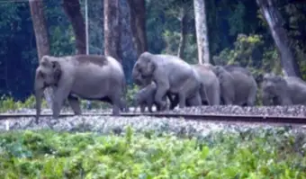 Two elephant calves killed by train in Andhra Pradesh, Pawan Kalyan seeks wildlife safety measures