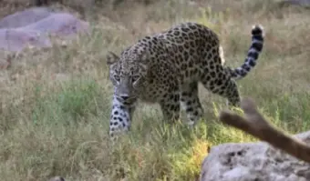 Suspected leopard attack leaves 16 sheep dead, 17 injured in Budgam