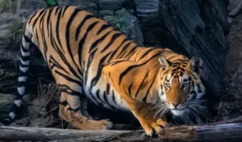 Two arrested for tiger's death in Andhra's Nallamalla forests