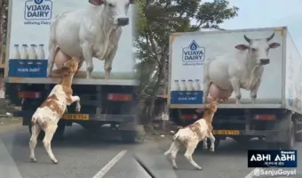 ममता की तड़प: बेजान तस्वीर में मां को ढूंढता रहा मासूम बछड़ा, वायरल वीडियो ने रुलाया