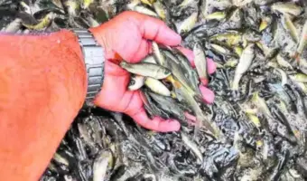 చెరువుకు చేరనున్న చేపపిల్లలు
