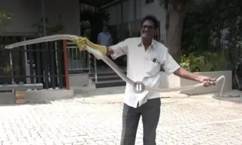 తిరుమలలో భయపెట్టిన భారీ పాము