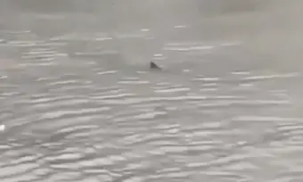 Viral Videos: Sharks On Roads In The USA!