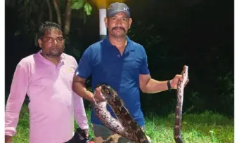 ଆମପାଣି ଥାନା ପରିସରରୁ ୧୦ ଫୁଟ ଅଜଗର ଉଦ୍ଧାର କଲେ ବନ ବିଭାଗ କର୍ମଚାରୀ।