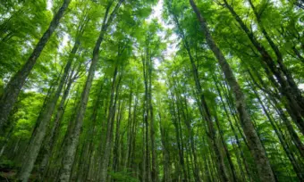 NDMC to plant 600 trees at 34 locations in mega plantation drive