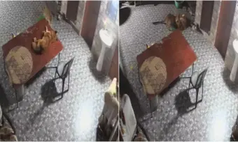 Viral Video: మరణం వరకు పోరాడు.. చిరుతను తరిమికొట్టిన శునకం.!
