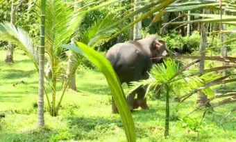 ആറളം ഫാം മേഖലയില്‍ ഭീതി പരത്തിയ ആനയെ മയക്കുവെടി വച്ച്‌ പിടികൂടാന്‍ ഉത്തരവ്