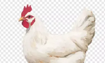 Nagarkurnool: బోనాల వేడుకల్లో కోడిని కొరికి చంపిన ఘటన.. కేసు నమోదు!