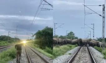 Video: Train halts in Assam to let elephant herd cross tracks safely