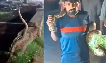 ಬೇಟೆಯಾಡಲು ಮಾಂಸದಂಗಡಿಗೆ ನುಗ್ಗಿದ ಹೆಬ್ಬಾವನ್ನೇ ಹಿಡಿದು ಕುತ್ತಿಗೆಗೆ ಸುತ್ತಿಕೊಂಡ ವ್ಯಕ್ತಿ!