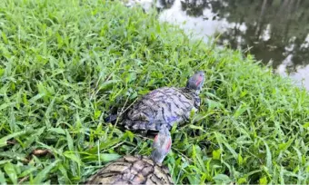 Assam: Red-eared slider release in Digboi prompts call for scientific wildlife rescue protocols