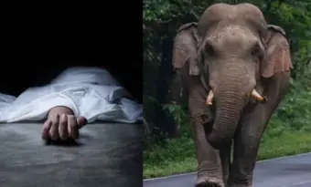 ଧାନ ବିଲରେ ଚାଷୀଙ୍କୁ ଦଳିଦେଲା ଦନ୍ତାହାତୀ