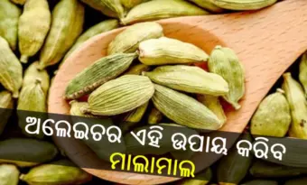 ଏବେ ଟଙ୍କା କମେଇବା ହେଲା ସହଜ, ବସ ଚୁପଚାପ ଏଇଠି ରଖି ଦିଅନ୍ତୁ ଅଳେଇଚ ଓ ଦେଖନ୍ତୁ ଯାଦୁ