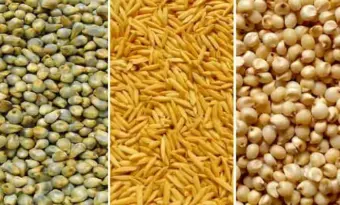 मप्र में समर्थन मूल्य पर धान, ज्वार एवं बाजरा उपार्जन के लिए पंजीयन आज से