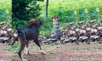 Kalia, The Fearless Farm Dog, Stares Down A 15-foot King Cobra