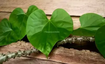 गरीब के​​ घर की डॉक्टर गिलोय सभी बुखार ज्वर से लेकर अस्थमा, बवासीर, मधुमेह तक 10 रोगों की चमत्कारी औषिधि