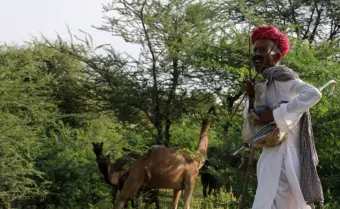 Before India prices its grasslands