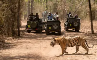 Rethinking conservation: India needs a new framework for conserving tigers