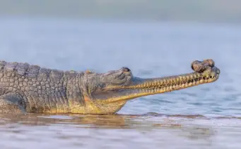 New species of extinct crocodilian, similar to North India's 'gharial', discovered in Egypt: Study