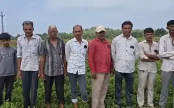 ભૂંડના ટોળાએ મગફળીના પાકનો સોંથ વાળી દીધો