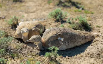 Vulnerable bustard species being captive-bred and released to restore Aral Sea, destroyed by Soviet folly