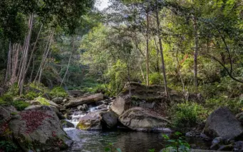 Beyond forest stock: How the 16th Finance Commission reshapes ecological incentives
