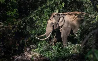 Munnar's elephant problem is really one of a landscape under siege