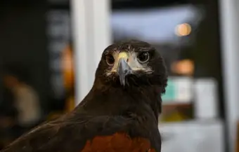 Ford Had a Pigeon Problem at Its Mexico Plant. So It Hired an Unlikely Security Guard Named 'El Charro' to Solve It.