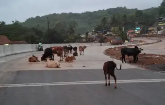 Ratnagiri News - मुंबई गोवा महामार्गावरील सोनवी पुलावर मोकाट गुरांचा ठिय्या; मोठ्या अपघाताची शक्यता