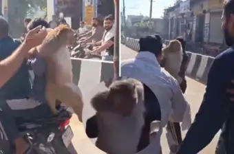 पलवल में 51 हजार का इनामी बंदर पकड़ा गया, 10 दिन की मशक्कत के बाद मिली सफलता