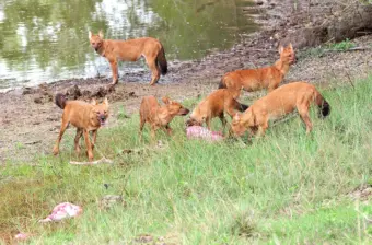 What do Asiatic wild dogs or dholes in India eat? Mostly chital and sambar and hardly any livestock, says study