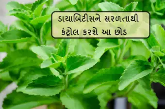 1 કલાકની અંદર શુગરને ડાઉન કરે છે આ પાન, ડાયાબીટીસનાં દર્દી ઘરમાં સહેલાઈથી ઉગાડી શકે છે આ છોડ