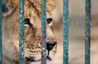 South Africa's lion petting industry: we spent three years investigating and here's what we found